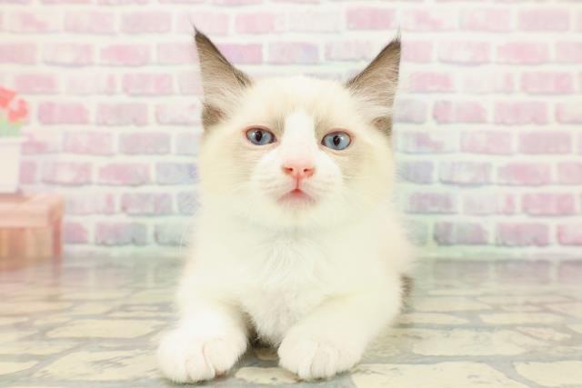 千葉県のラグドール (Coo&RIKUフレスポ稲毛店/2025年12月24日生まれ/男の子/シールポイントバイカラー)の子猫の1枚目の画像