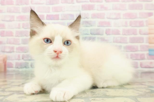 千葉県のラグドール (Coo&RIKUフレスポ稲毛店/2025年12月24日生まれ/男の子/シールポイントバイカラー)の子猫の2枚目の画像