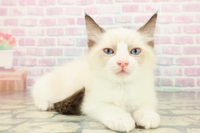 千葉県のラグドール (Coo&RIKUフレスポ稲毛店/2025年12月24日生まれ/男の子/シールポイントバイカラー)の子猫の3枚目の画像