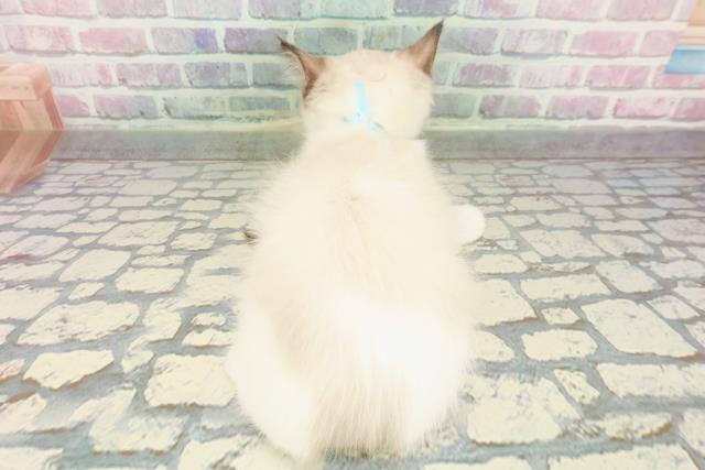 千葉県のラグドール (Coo&RIKUフレスポ稲毛店/2025年12月24日生まれ/男の子/シールポイントバイカラー)の子猫の4枚目の画像