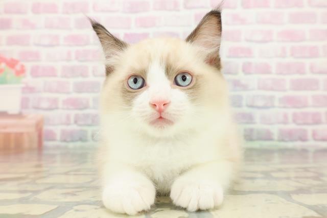 東京都のラグドール (Coo&RIKU新宿三丁目店/2025年12月24日生まれ/男の子/シールポイントバイカラー)の子猫の1枚目の画像