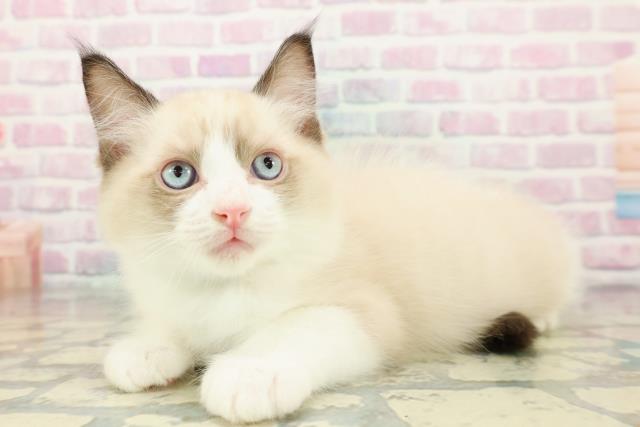 東京都のラグドール (Coo&RIKU新宿三丁目店/2025年12月24日生まれ/男の子/シールポイントバイカラー)の子猫の2枚目の画像