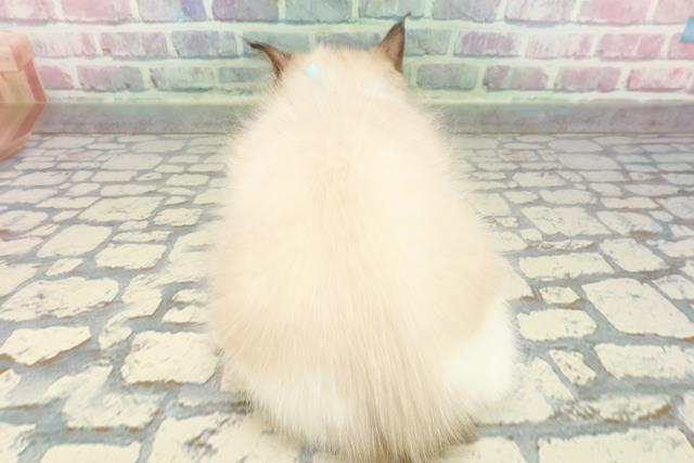 東京都のラグドール (Coo&RIKU新宿三丁目店/2025年12月24日生まれ/男の子/シールポイントバイカラー)の子猫の4枚目の画像