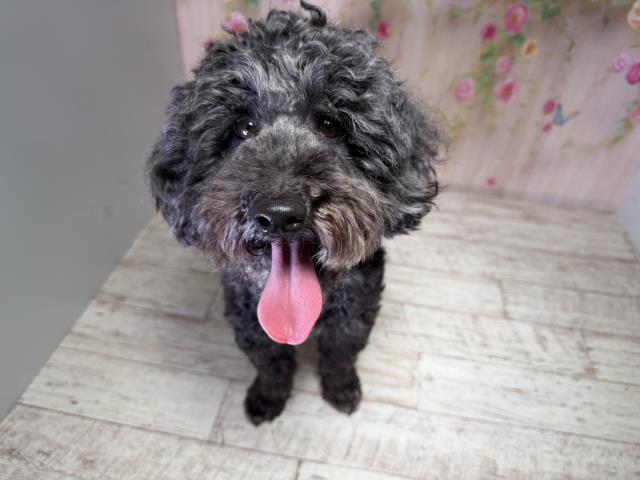 トイ・プードル