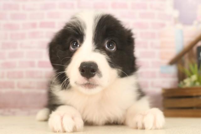 広島県のボーダーコリー (Coo&RIKUゆめタウン大竹店/2025年6月7日生まれ/女の子/ブラックホワイト)の子犬の1枚目の画像