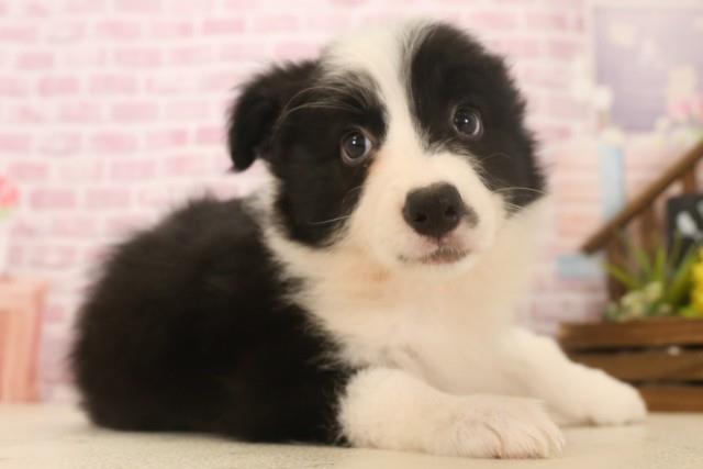 広島県のボーダーコリー (Coo&RIKUゆめタウン大竹店/2025年6月7日生まれ/女の子/ブラックホワイト)の子犬の2枚目の画像