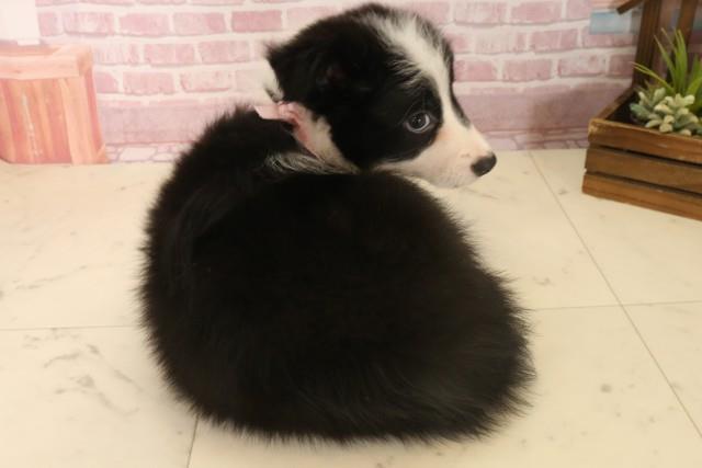 広島県のボーダーコリー (Coo&RIKUゆめタウン大竹店/2025年6月7日生まれ/女の子/ブラックホワイト)の子犬の4枚目の画像