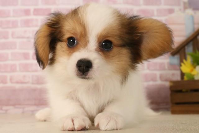 群馬県のパピヨン (Coo&RIKU前橋店/2025年5月31日生まれ/男の子/ホワイトブラウン)の子犬の1枚目の画像