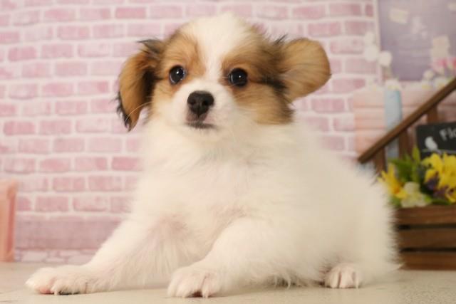 群馬県のパピヨン (Coo&RIKU前橋店/2025年5月31日生まれ/男の子/ホワイトブラウン)の子犬の2枚目の画像