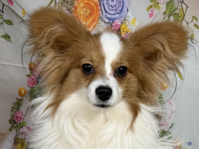 群馬県のパピヨン (Coo&RIKU前橋店/2025年5月31日生まれ/男の子/ホワイトブラウン)の子犬の3枚目の画像