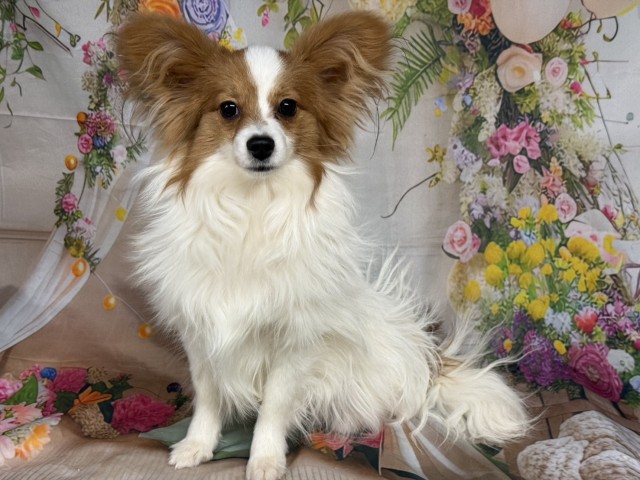 群馬県のパピヨン (Coo&RIKU前橋店/2025年5月31日生まれ/男の子/ホワイトブラウン)の子犬の4枚目の画像