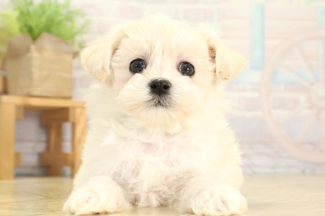 愛知県のマルプー(マルチーズ×プードル) (Coo&RIKU岡崎店/2025年12月31日生まれ/男の子/ホワイト)の子犬の1枚目の画像