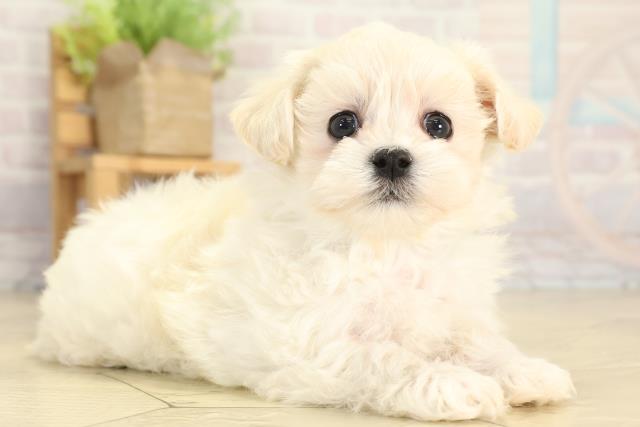 愛知県のマルプー(マルチーズ×プードル) (Coo&RIKU岡崎店/2025年12月31日生まれ/男の子/ホワイト)の子犬の2枚目の画像