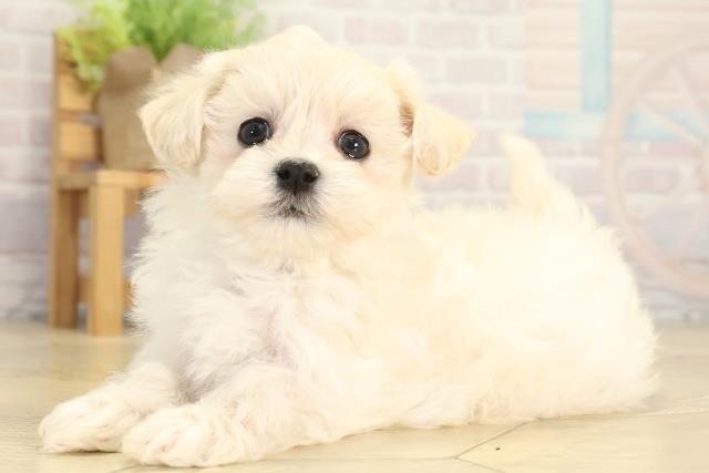 愛知県のマルプー(マルチーズ×プードル) (Coo&RIKU岡崎店/2025年12月31日生まれ/男の子/ホワイト)の子犬の3枚目の画像