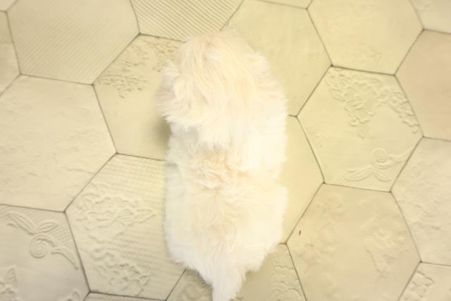 愛知県のマルプー(マルチーズ×プードル) (Coo&RIKU岡崎店/2025年12月31日生まれ/男の子/ホワイト)の子犬の4枚目の画像