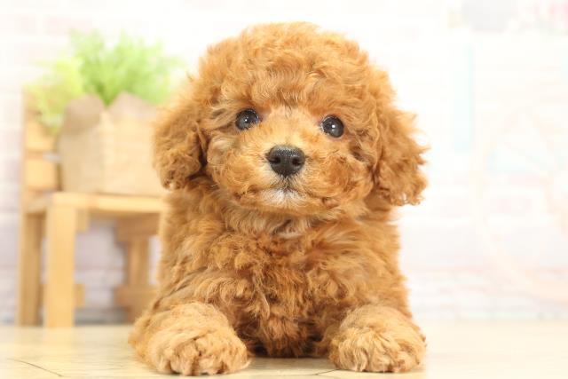 愛知県のトイプードル(トイ) (Coo&RIKU半田店/2025年12月31日生まれ/男の子/レッドフォーン)の子犬の1枚目の画像