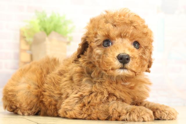 愛知県のトイプードル(トイ) (Coo&RIKU半田店/2025年12月31日生まれ/男の子/レッドフォーン)の子犬の2枚目の画像