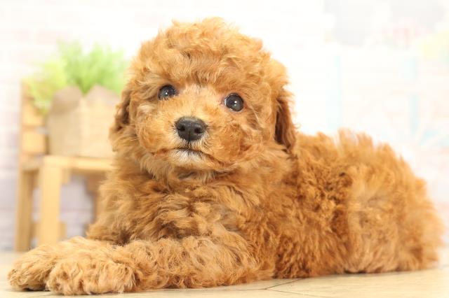 愛知県のトイプードル(トイ) (Coo&RIKU半田店/2025年12月31日生まれ/男の子/レッドフォーン)の子犬の3枚目の画像