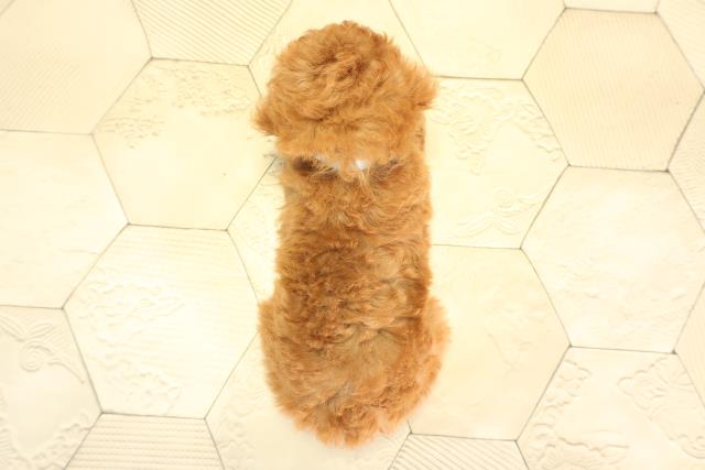 愛知県のトイプードル(トイ) (Coo&RIKU半田店/2025年12月31日生まれ/男の子/レッドフォーン)の子犬の4枚目の画像