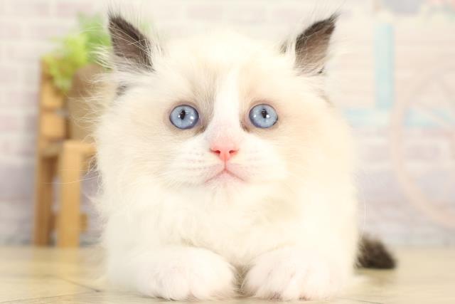 愛知県のラグドール (Coo&RIKU豊田店/2025年12月28日生まれ/男の子/シールポイントバイカラー)の子猫の1枚目の画像