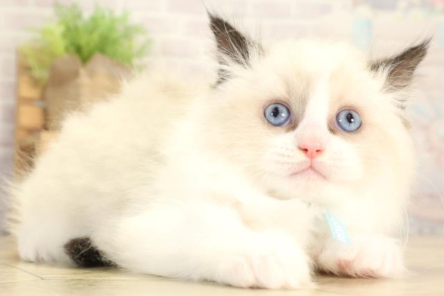 愛知県のラグドール (Coo&RIKU豊田店/2025年12月28日生まれ/男の子/シールポイントバイカラー)の子猫の2枚目の画像
