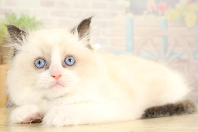 愛知県のラグドール (Coo&RIKU豊田店/2025年12月28日生まれ/男の子/シールポイントバイカラー)の子猫の3枚目の画像