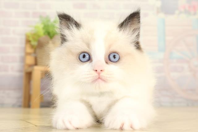 愛知県のラグドール (Coo&RIKU東海店/2025年12月28日生まれ/男の子/シールポイントバイカラー)の子猫の1枚目の画像