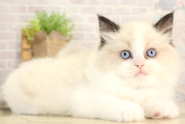 愛知県のラグドール (Coo&RIKU東海店/2025年12月28日生まれ/男の子/シールポイントバイカラー)の子猫の2枚目の画像