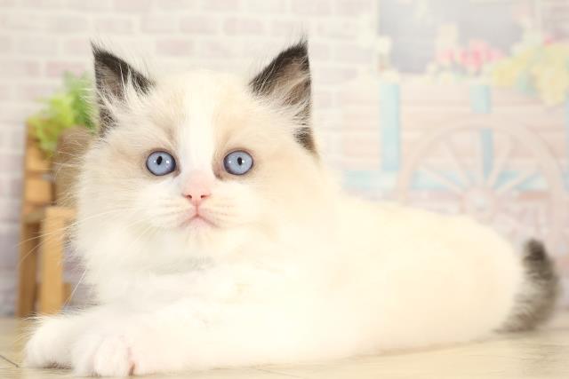 愛知県のラグドール (Coo&RIKU東海店/2025年12月28日生まれ/男の子/シールポイントバイカラー)の子猫の3枚目の画像