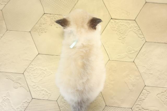 愛知県のラグドール (Coo&RIKU東海店/2025年12月28日生まれ/男の子/シールポイントバイカラー)の子猫の4枚目の画像