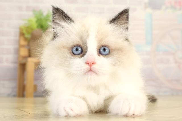 愛知県のラグドール (Coo&RIKU名古屋滝ノ水店/2025年12月28日生まれ/女の子/シールポイントバイカラー)の子猫の1枚目の画像