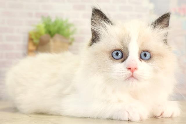 愛知県のラグドール (Coo&RIKU名古屋滝ノ水店/2025年12月28日生まれ/女の子/シールポイントバイカラー)の子猫の2枚目の画像