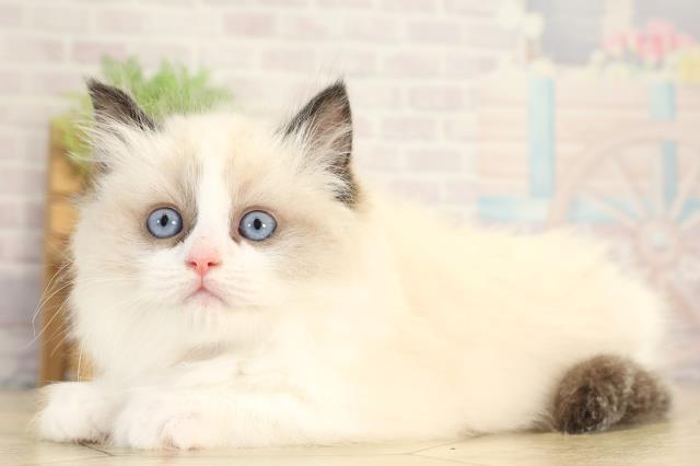 愛知県のラグドール (Coo&RIKU名古屋滝ノ水店/2025年12月28日生まれ/女の子/シールポイントバイカラー)の子猫の3枚目の画像