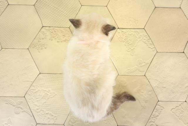 愛知県のラグドール (Coo&RIKU名古屋滝ノ水店/2025年12月28日生まれ/女の子/シールポイントバイカラー)の子猫の4枚目の画像