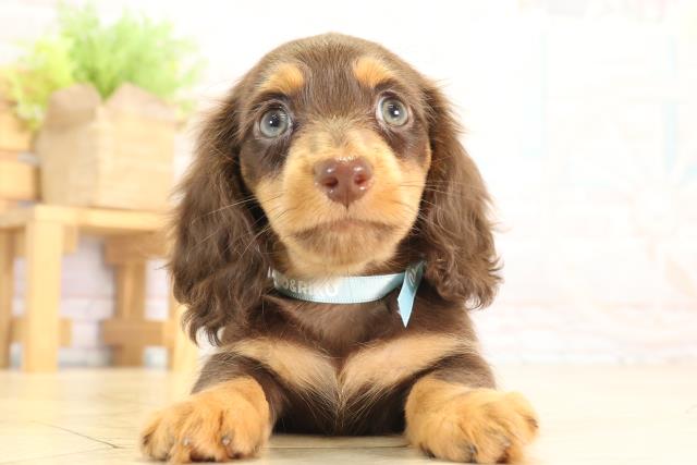 カニンヘンダックスフンド