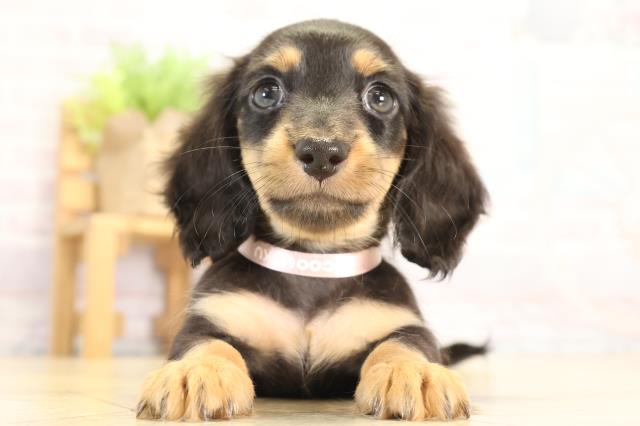 愛知県のカニンヘンダックスフンド(ロング) (Coo&RIKU瀬港線守山店/2025年12月31日生まれ/女の子/ブラックタン)の子犬の1枚目の画像