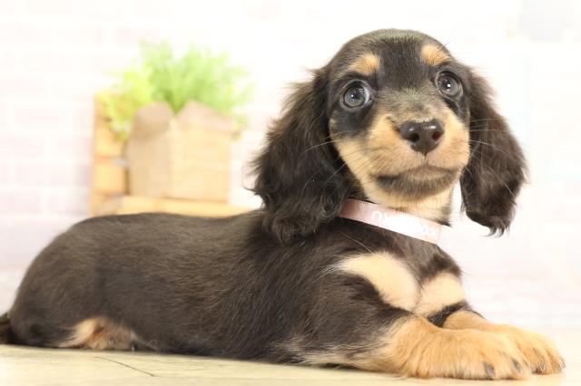 愛知県のカニンヘンダックスフンド(ロング) (Coo&RIKU瀬港線守山店/2025年12月31日生まれ/女の子/ブラックタン)の子犬の2枚目の画像