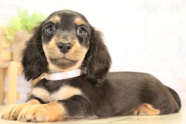 愛知県のカニンヘンダックスフンド(ロング) (Coo&RIKU瀬港線守山店/2025年12月31日生まれ/女の子/ブラックタン)の子犬の3枚目の画像