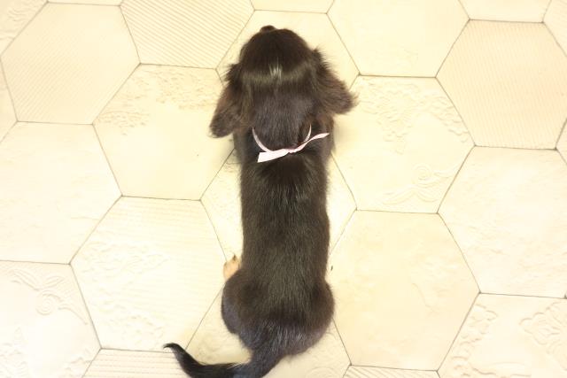 愛知県のカニンヘンダックスフンド(ロング) (Coo&RIKU瀬港線守山店/2025年12月31日生まれ/女の子/ブラックタン)の子犬の4枚目の画像