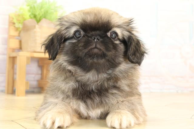 愛知県のペキニーズ (Coo&RIKU豊田店/2025年12月27日生まれ/男の子/フォーン)の子犬の1枚目の画像