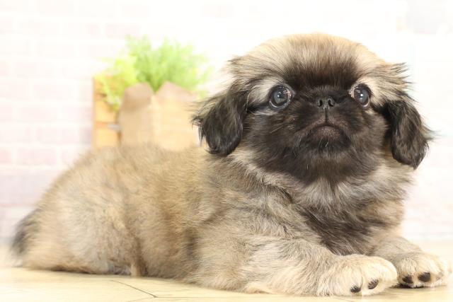 愛知県のペキニーズ (Coo&RIKU豊田店/2025年12月27日生まれ/男の子/フォーン)の子犬の2枚目の画像