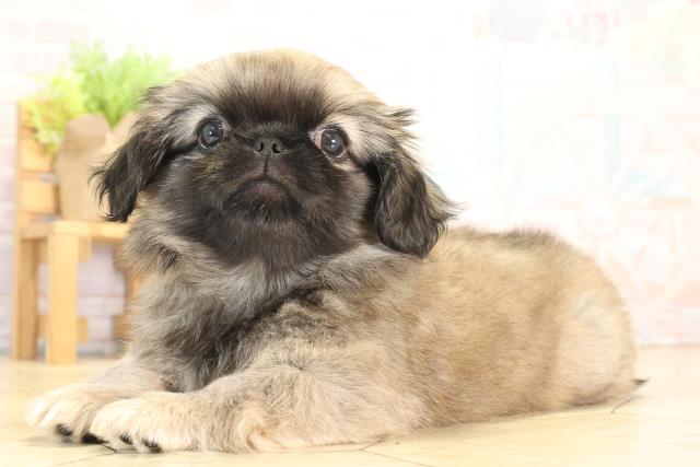 愛知県のペキニーズ (Coo&RIKU豊田店/2025年12月27日生まれ/男の子/フォーン)の子犬の3枚目の画像