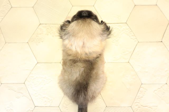 愛知県のペキニーズ (Coo&RIKU豊田店/2025年12月27日生まれ/男の子/フォーン)の子犬の4枚目の画像