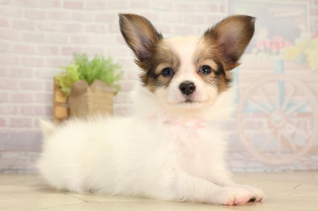 愛知県のパピヨン (Coo&RIKU豊田店/2025年12月31日生まれ/女の子/ホワイトブラウン)の子犬の2枚目の画像