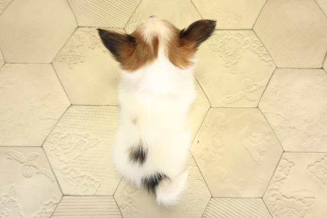 愛知県のパピヨン (Coo&RIKU豊田店/2025年12月31日生まれ/女の子/ホワイトブラウン)の子犬の4枚目の画像