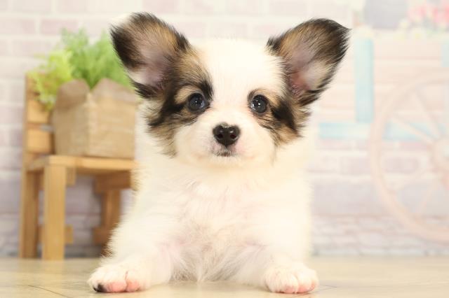 愛知県のパピヨン (Coo&RIKU半田店/2025年12月31日生まれ/女の子/ホワイトブラウン)の子犬の1枚目の画像