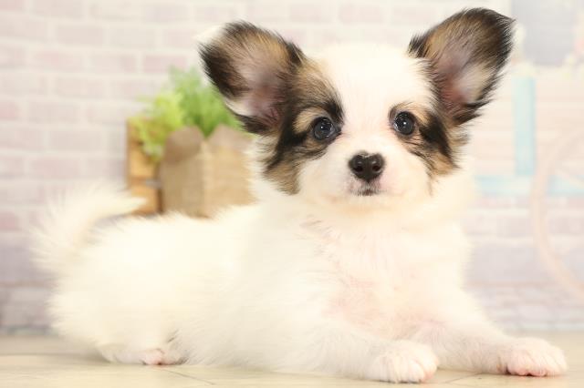 愛知県のパピヨン (Coo&RIKU半田店/2025年12月31日生まれ/女の子/ホワイトブラウン)の子犬の2枚目の画像