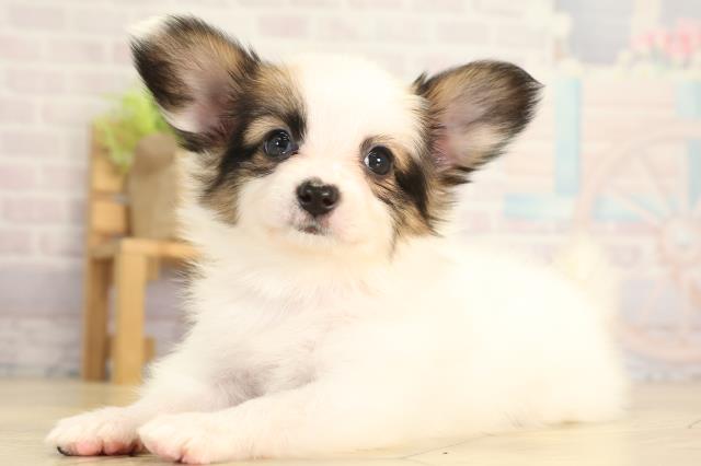 愛知県のパピヨン (Coo&RIKU半田店/2025年12月31日生まれ/女の子/ホワイトブラウン)の子犬の3枚目の画像