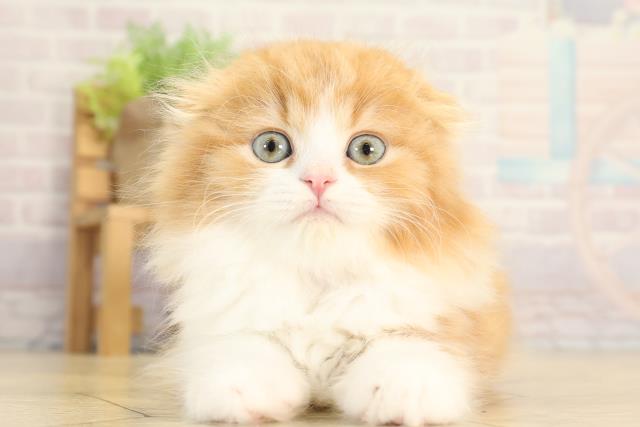 スコティッシュフォールド