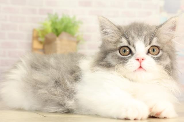 愛知県のミヌエット (Coo&RIKU豊橋店/2025年12月5日生まれ/男の子/ブルータビーホワイト)の子猫の2枚目の画像